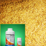Seed treatment with Carbendazim